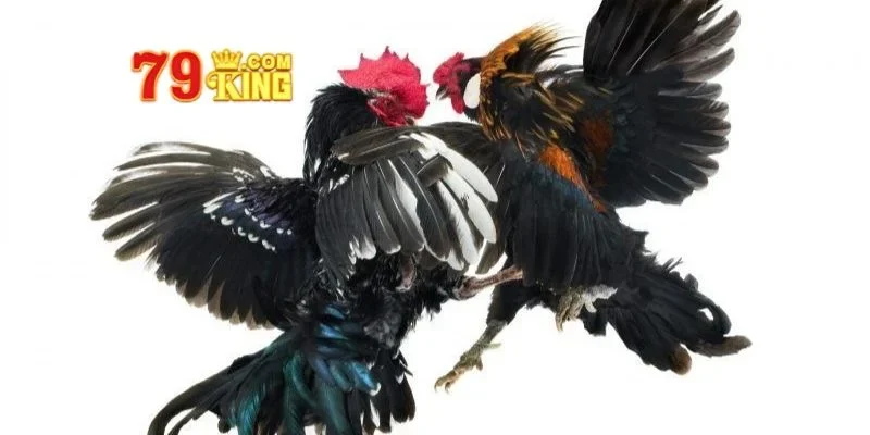 Giống gà nổi bật thường đem lại chiến thắng vang dội